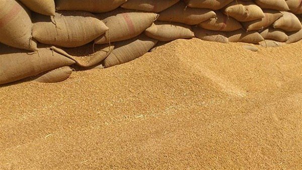 السويداء: مركز الحبوب يستعد لاستقبال محصول القمح بسعر 450 دولارًا للطن