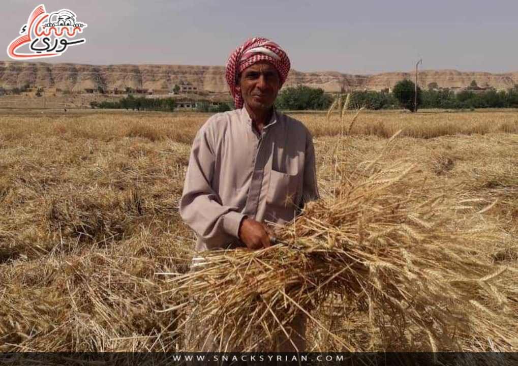 جفاف يضرب السويداء: خسائر فادحة في محصول القمح تهدد الأمن الغذائي
