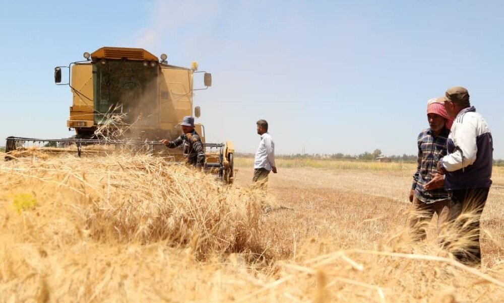 تحذيرات أممية من جفاف غير مسبوق يهدد سوريا: تراجع حاد في إنتاج القمح وملايين يواجهون الجوع