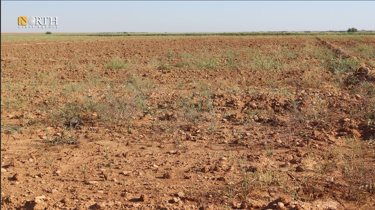 جفاف وتقلبات مناخية تضرب محصول الكمون في الحسكة وتكبّد المزارعين خسائر فادحة