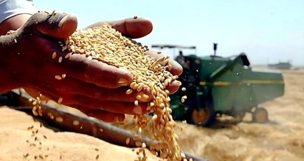 القمح السوري يواجه خطر الانقراض: جهود لإنقاذ المحصول الاستراتيجي واستنباط سلالات جديدة