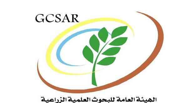 سوريا: هيئة البحوث الزراعية تواصل جهودها لإنتاج أصناف قمح جديدة مقاومة للتغيرات المناخية