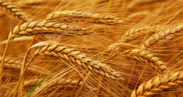 بذور قمح مجهولة المصدر تغزو الأراضي السورية: هل تهدد الأمن الغذائي ومن المسؤول؟