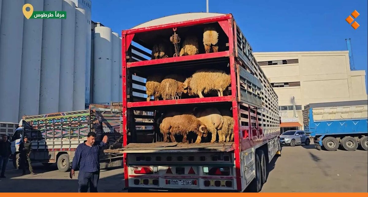 طرطوس: تصدير الشحنة الثانية عشرة من المواشي.. انتعاش ملحوظ في القطاع التجاري
