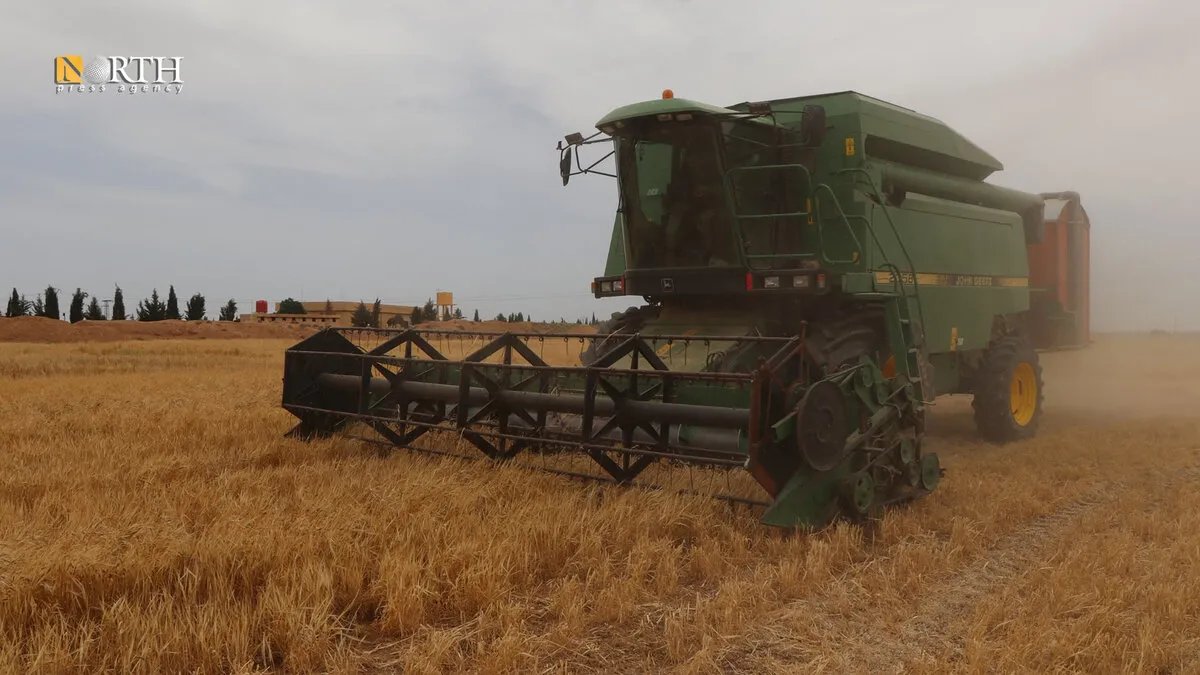 تل تمر: انطلاق موسم حصاد الشعير وسط تطلعات بتحقيق إنتاج وفير