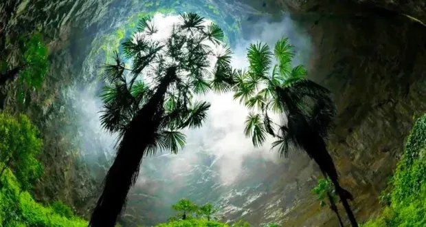 اكتشاف مذهل: غابة بدائية سرية في أعماق الأرض بالصين تثير دهشة العلماء