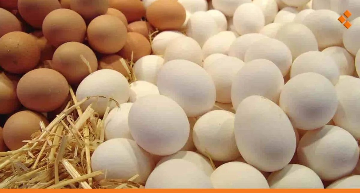 انخفاض أسعار البيض في سوريا يشعل الإقبال: هل أصبح في متناول الجميع؟