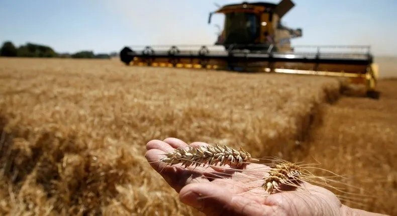 الأمم المتحدة تحذر: أزمة غذاء حادة تلوح في الأفق في سوريا بسبب الجفاف والنزاع