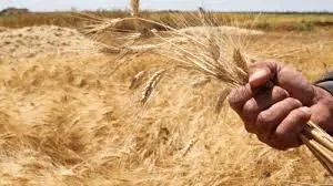 دراسة تكشف: إدلب تواجه عجزًا حادًا في القمح.. الاستهلاك يتجاوز الإنتاج بثلاثة أضعاف