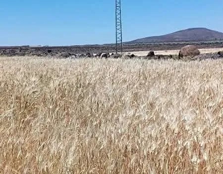 القنيطرة: محصول القمح في أسوأ حالاته هذا الموسم بسبب الجفاف