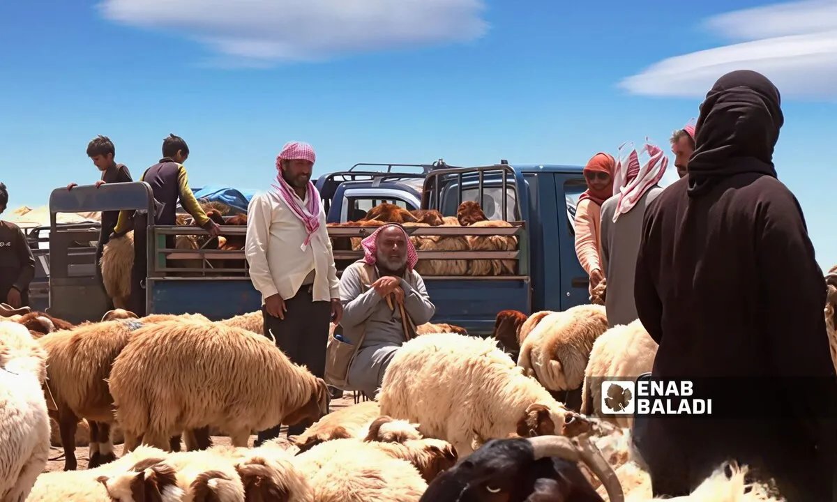 ركود في أسواق الأضاحي برأس العين وتل أبيض رغم انخفاض الأسعار الحاد بسبب الجفاف