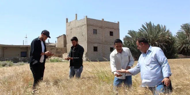 دير الزور: استلام أكثر من 700 طن من القمح من مزارعي المحافظة منذ بداية الشهر