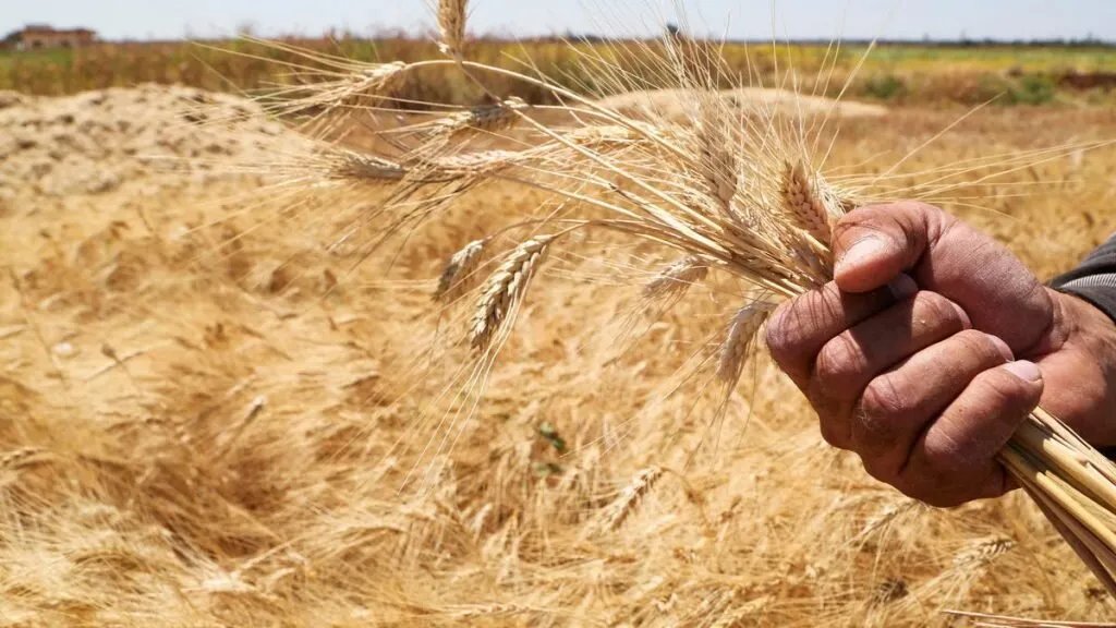 طرطوس: تسويق 10 آلاف طن من القمح بفضل مكافآت تشجيعية غير مسبوقة للمزارعين