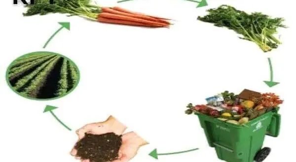من المخلفات الزراعية إلى ذهب عضوي: كيف يُعيد "فيرمي كمبوست" الحياة للتربة ويحمي صحة الأجيال؟