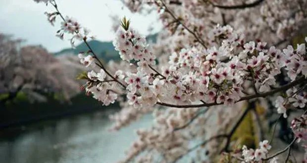 تطبيق ذكاء اصطناعي جديد لحماية أشجار الكرز المزهرة في اليابان