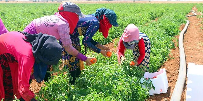 درعا تتصدر إنتاج البندورة في سوريا بـ 200 ألف طن رغم التحديات