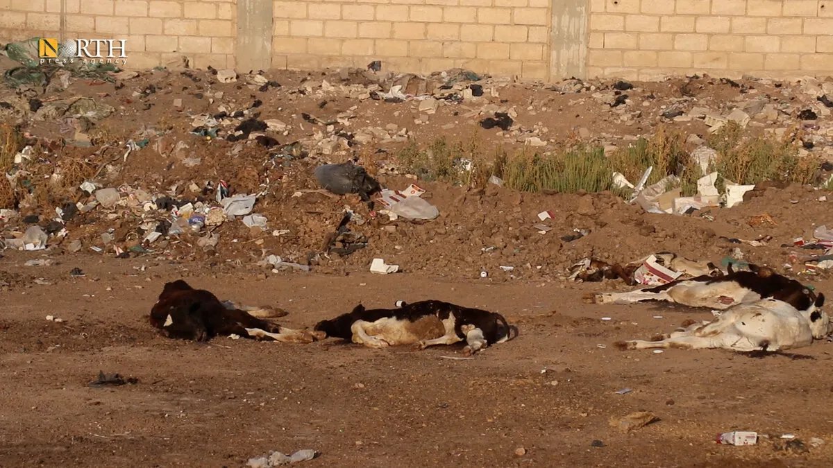 تفشي وباء الحمى الزائلة بين الأبقار في القامشلي يكبّد المربين خسائر فادحة