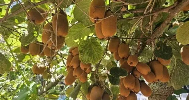 من جبلة إلى الأسواق: فاكهة الكيوي تزرع مستقبلًا زراعيًا واعدًا في الساحل السوري