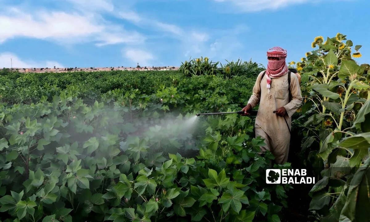خسائر فادحة في محصول القطن برأس العين وتل أبيض بسبب "دودة اللوز"