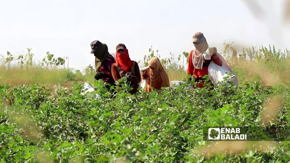 خلافات الأجور تعيق موسم حصاد القطن في رأس العين وتل أبيض