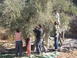 دليل شامل لقطاف زيتون ناجح: نصائح ذهبية من الخبراء لزيت عالي الجودة