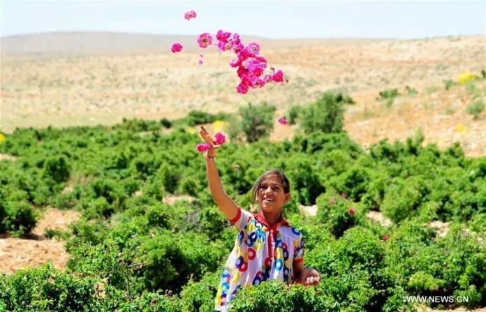 الجفاف يهدد الوردة الشامية: تدابير عاجلة لإنقاذ رمز سوريا الزراعي