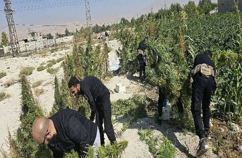 الداخلية السورية تضبط مزرعة ضخمة للقنب المخدر في ريف دمشق وتلقي القبض على المتورطين