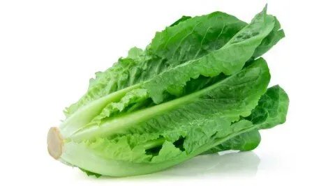 الخس للرجال: فوائد مذهلة للصحة الجنسية والخصوبة