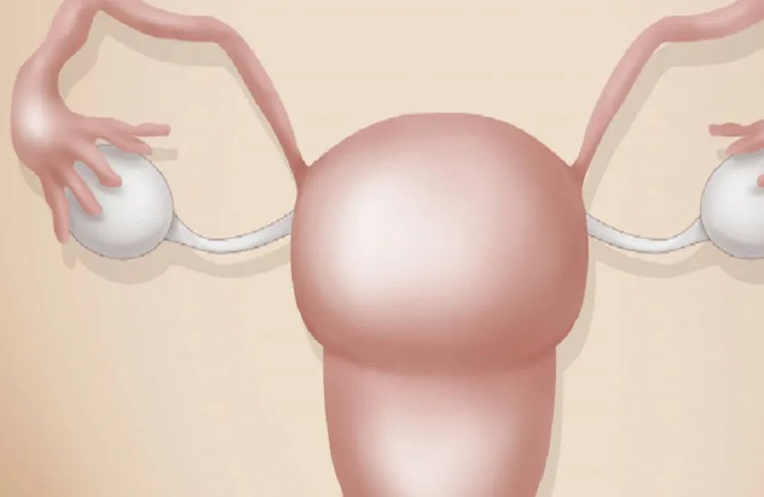 دراسة تكشف: تراجع خصوبة المرأة لا يقتصر على البويضات فقط