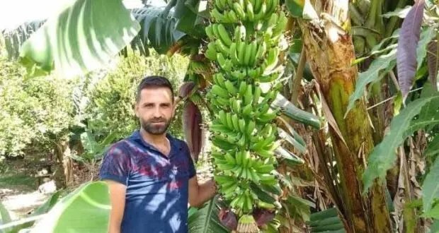 عروة أسعد: قصة نجاح شاب سوري في زراعة الفواكه الاستوائية وتحويل فكرة إلى مشروع مربح