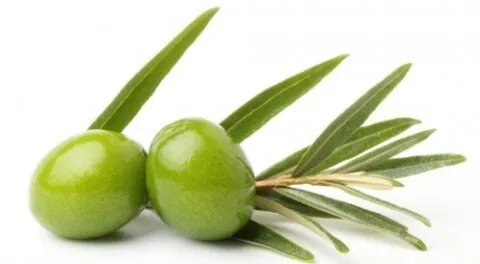 اكتشف القوة الشفائية لأوراق الزيتون: كنز طبيعي لصحة أفضل ومناعة أقوى