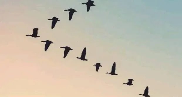 لماذا تحلق الطيور المهاجرة على شكل حرف V؟ اكتشف السر المدهش!