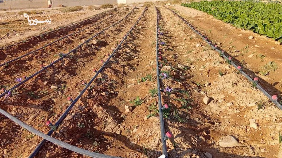 من النبك إلى العالمية: تجربة رائدة في زراعة الزعفران تضيء مستقبل الزراعة السورية