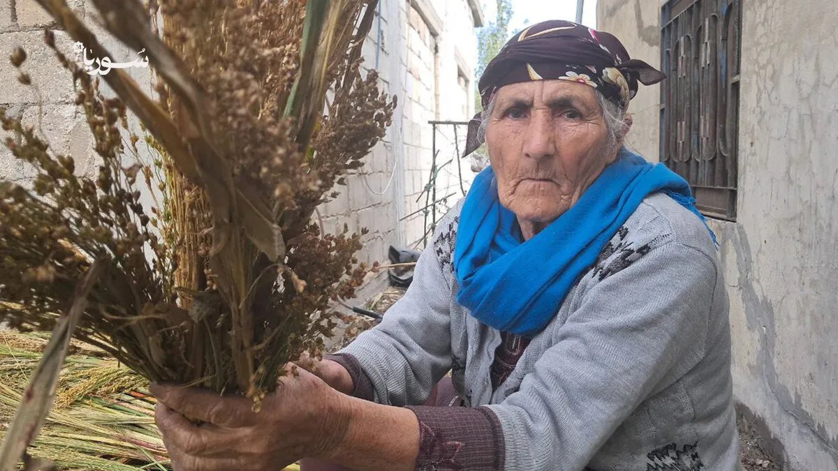 حرفة مكانس القش في سهل الغاب: إرث الأجداد يُحيي أمل العائلات في مواجهة الظروف الاقتصادية