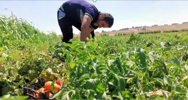 الزراعة الإيكولوجية: هل هي الحل المستدام للزراعة في سوريا أم مجرد شعار؟