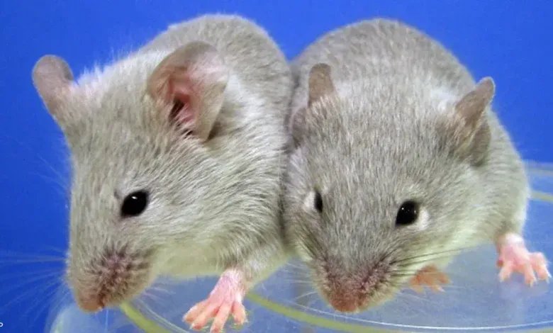 الصين ترسل 4 فئران إلى الفضاء: ما الهدف من هذه المهمة الغريبة؟