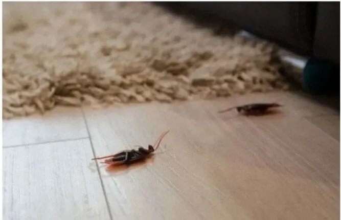 ماذا تعني رؤية الحشرات في بيتك؟ تفسيرات نفسية واجتماعية مقلقة