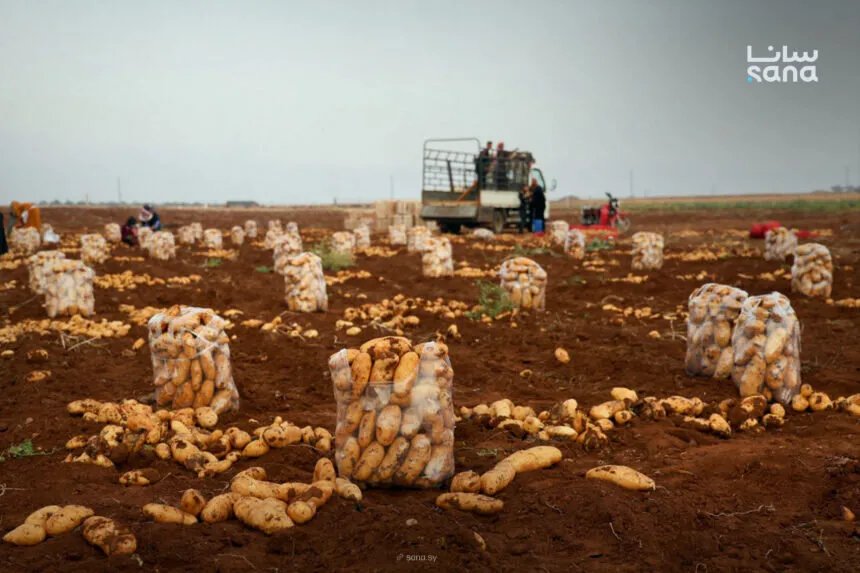 سوريا: 5000 اختبار فيروسي سنوياً لضمان جودة بذار البطاطا وتعزيز الأمن الغذائي