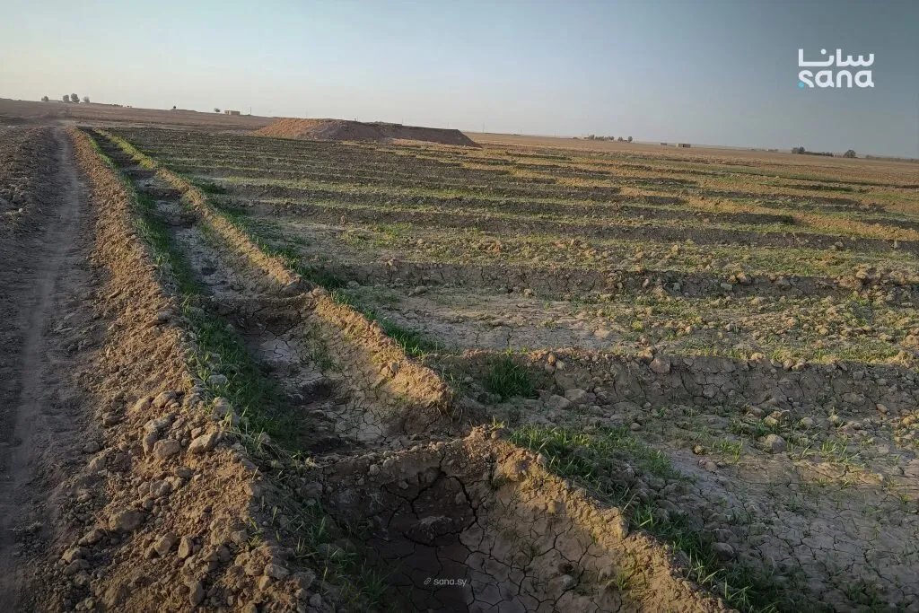 الجفاف يؤخر زراعة المحاصيل الشتوية في الحسكة وسط قلق المزارعين من ارتفاع التكاليف وشح البذور