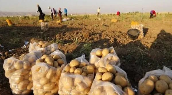 الزراعة في طرطوس: تحديات متفاقمة ومصير مجهول في ظل الظروف الراهنة