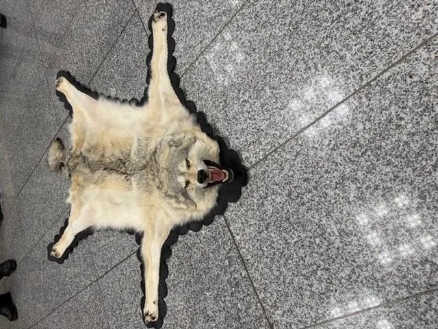 إحباط تهريب سجادة من جلد ذئب في مطار فرانكفورت بألمانيا