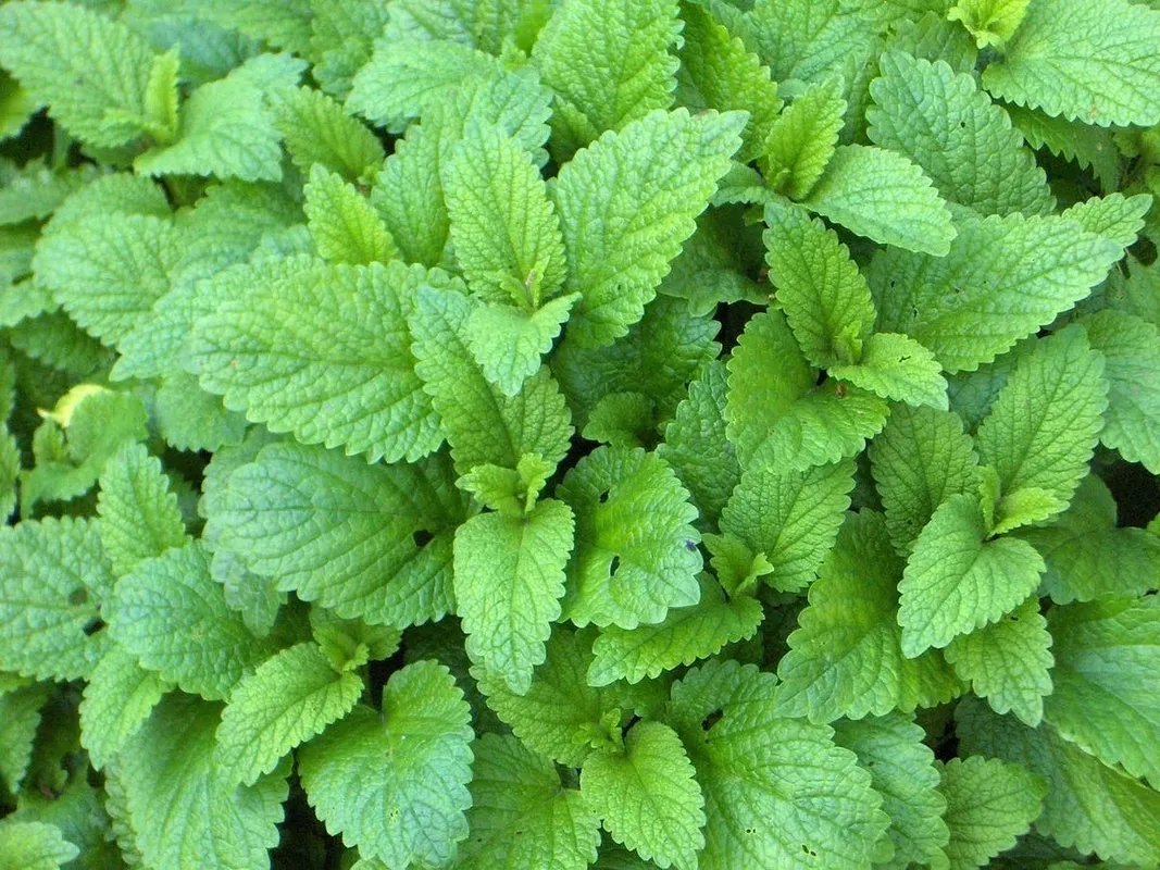 اكتشف قوة المليسة: عشبة طبيعية للهدوء النفسي ونوم عميق