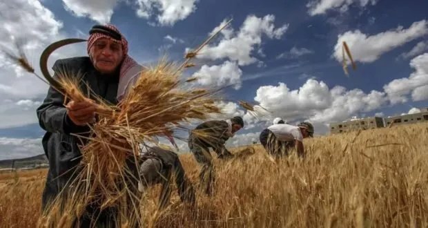 تغير المناخ يهدد محصول القمح في سوريا: هل تنقذ الزراعة المستدامة سهل الغاب؟