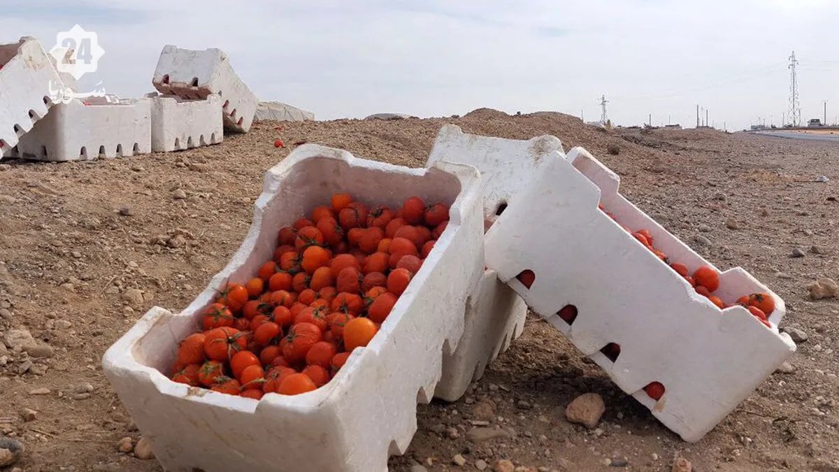 زراعة البندورة المغطاة في الرقة: مصدر رزق شتوي يعزز اقتصاد العائلات النازحة