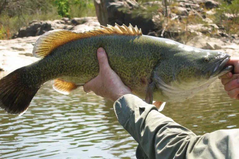 اكتشاف مذهل: سمكة تقطع 900 كيلومتر في أستراليا في رحلة هجرة تاريخية