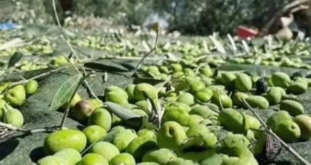 تراجع إنتاج الزيتون في حمص بسبب الجفاف.. وتحذيرات من صنف "النيبالي"