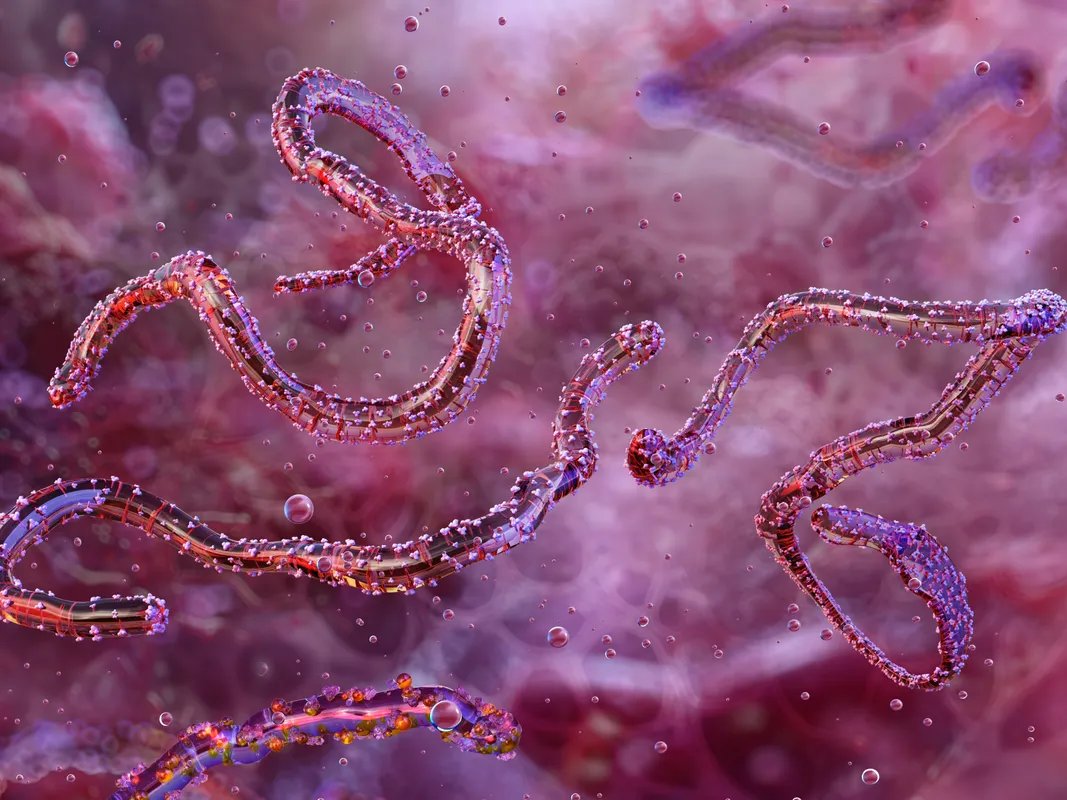 تفشي وباء ماربورغ يثير القلق في إثيوبيا: الاتحاد الأفريقي يعلن حالة الوباء