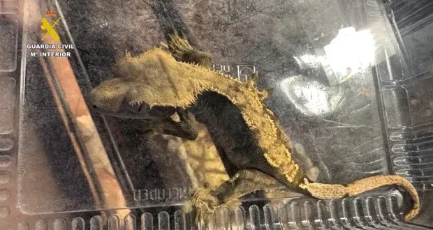 عملية نوعية في إسبانيا: إنقاذ مئات الحيوانات النادرة من محمية مخالفة للقانون