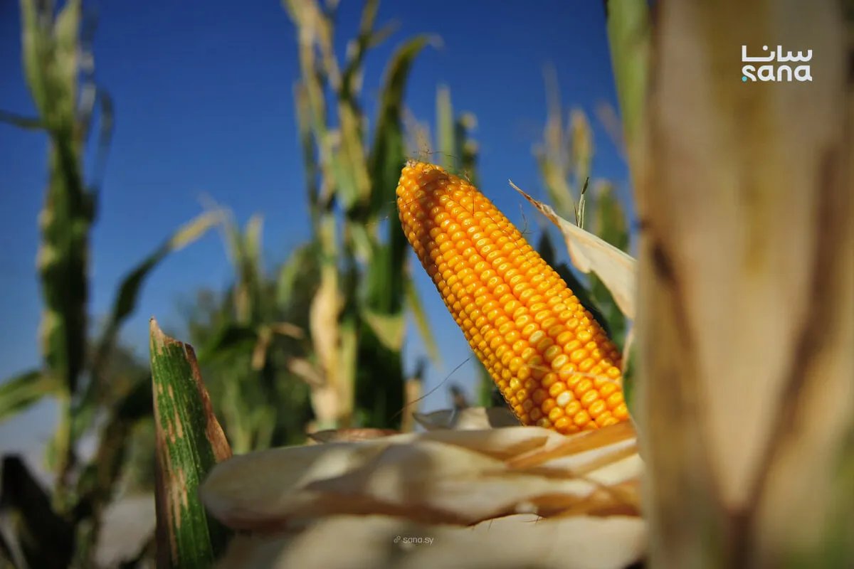 المؤسسة العامة للأعلاف تبدأ باستلام الذرة الصفراء من مزارعي المحافظات السورية بأسعار تشجيعية