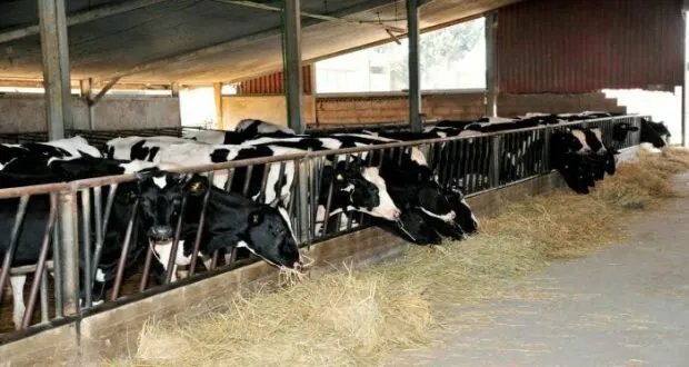 وزارة الزراعة تكشف عن إجراءات جديدة لدعم واستقرار قطاع الثروة الحيوانية في سوريا